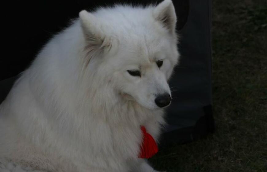 Gargžduose - Pasaulinės gyvūnų dienos šventė