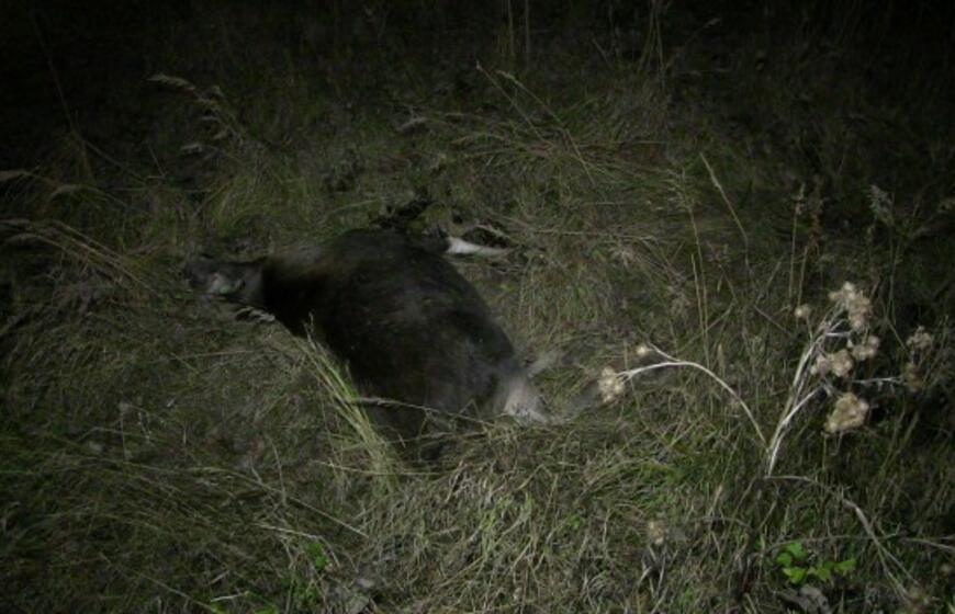 Rytinis reidas Klaipėdoje