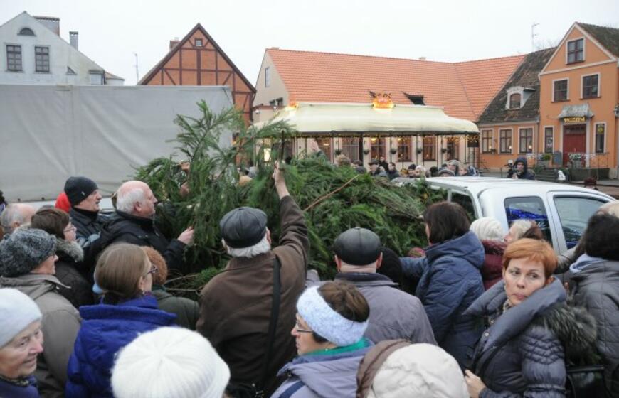 Eglių šakų dalinimo akcija