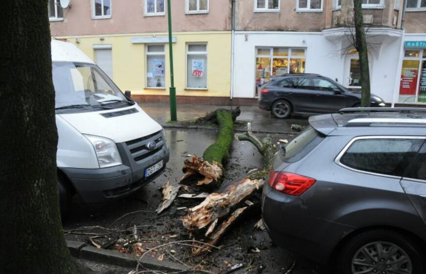 Ant važiuojančio automobilio užvirto medis
