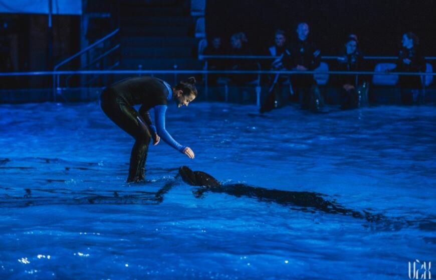 "Delfinai ir žvaigždės": Aistė Pilvelytė