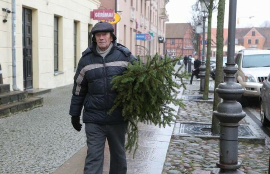 Klaipėdiečiams išdalintos eglių šakos