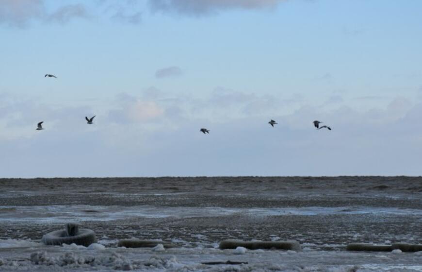 Grožis: ledo skulptūras Neringoje kuria pati gamta
