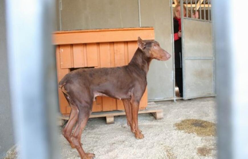 Dobermanas, Šilutėje mirtinai sužalojęs naujagimį