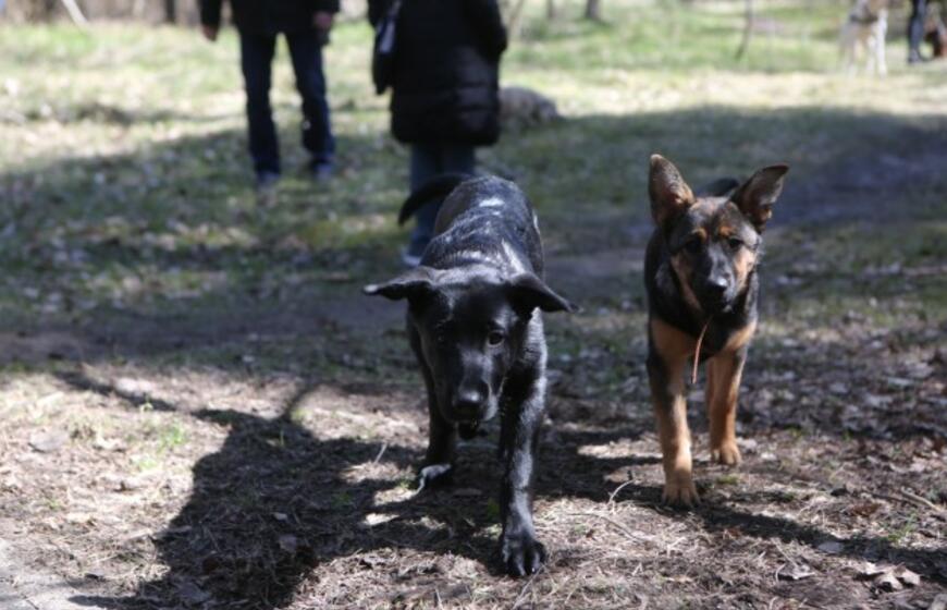 Bėgimu paminėta Šuns diena