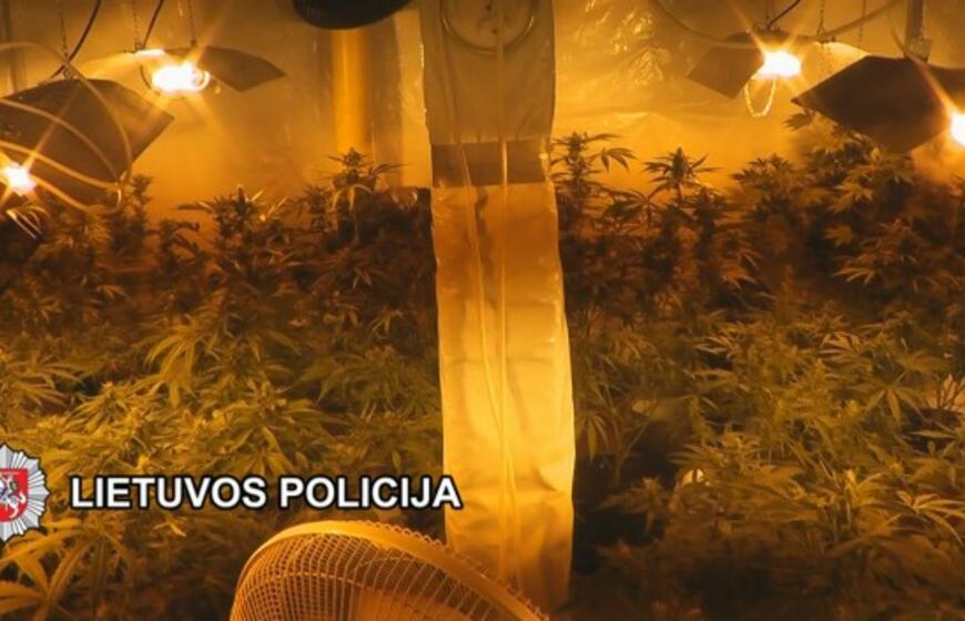 Kanapių augintojams - Klaipėdos pareigūnų kirtis