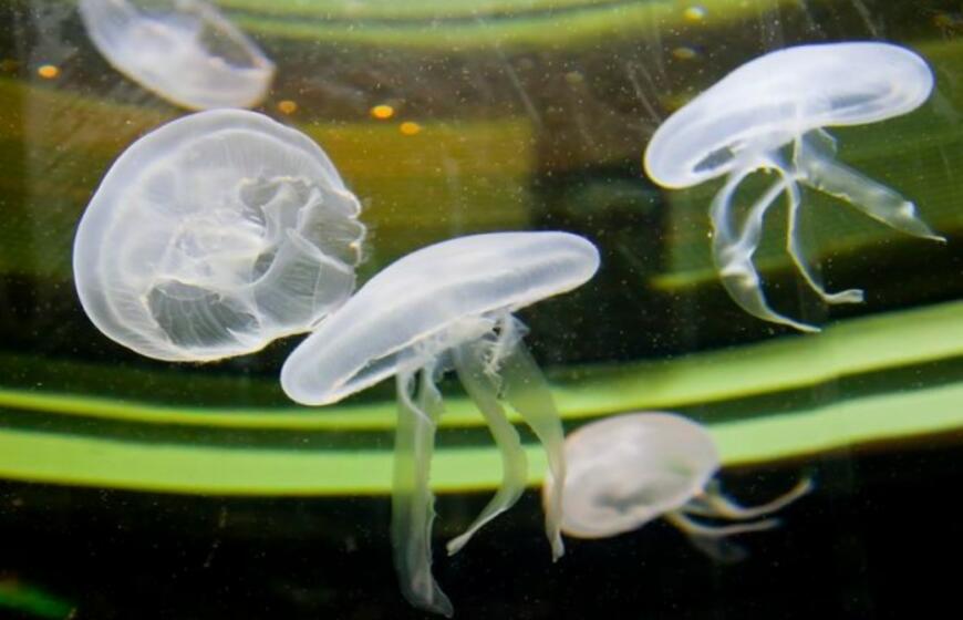 Jūrų muziejus akvariumas atvers duris jau gruodžio 3-iąją