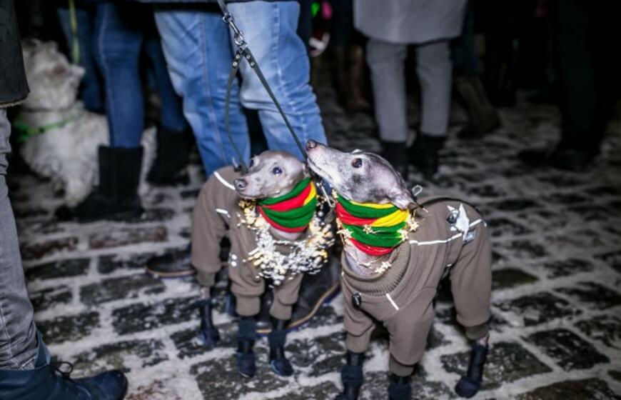 Šviečiančių augintinių paradas