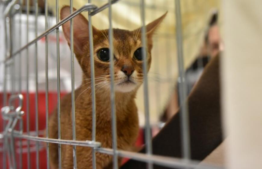 Kačių parodoje - ir miniatiūrinė pantera