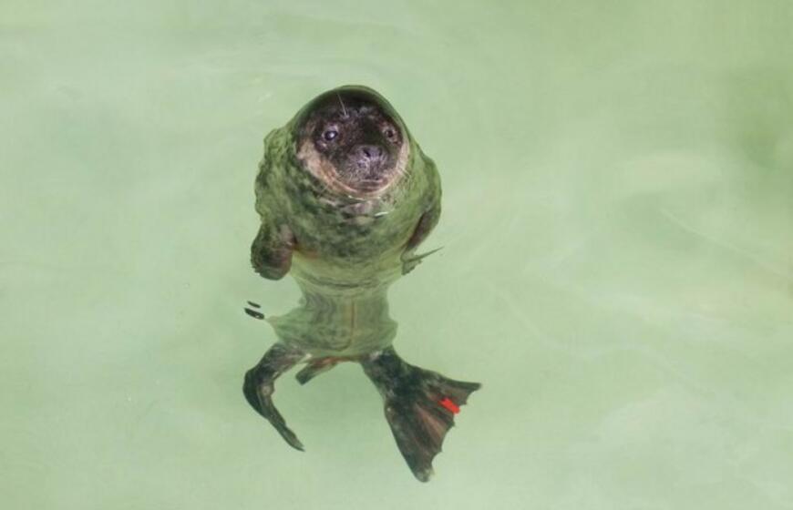 Jūrų muziejus slaugo 14 ruoniukų