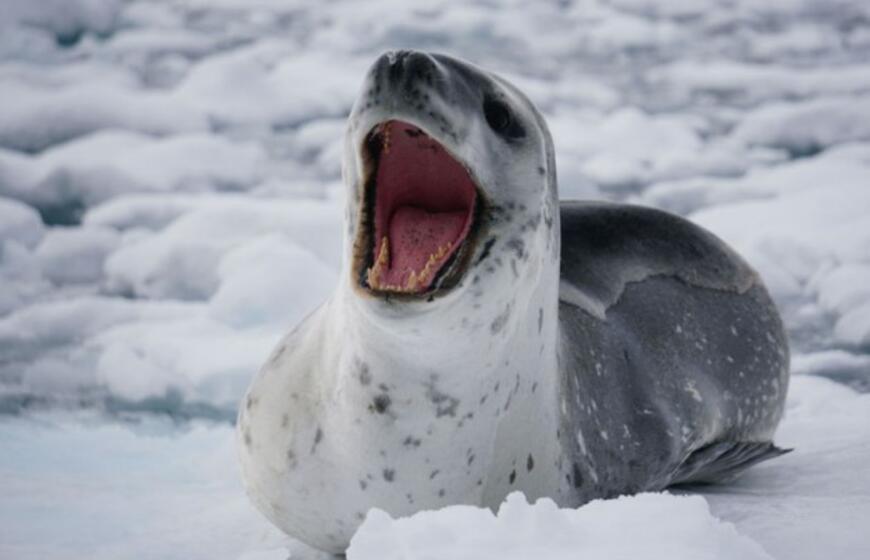 Poliariniai regionai