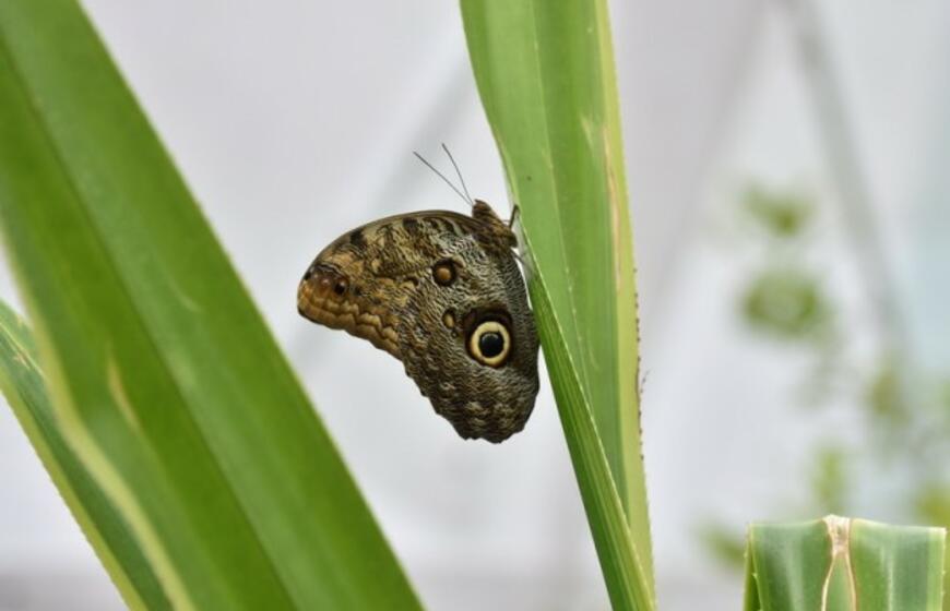 Atogrąžų drugeliams Smiltynėje sukūrė tropikus