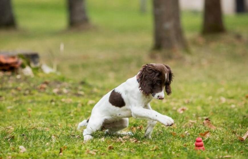 Tarnybą pradeda nauja keturkojė pareigūnė