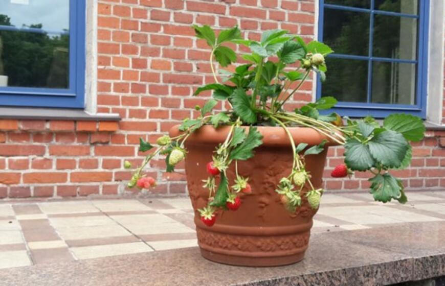 Siūlo susiprojektuoti sau butą