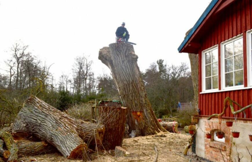 Saulius Kairys: "Nori išsaugoti ir apginti medžius, bet nenori jų prižiūrėti"