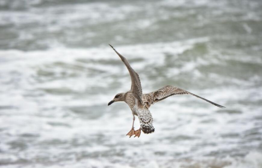 Audringa Baltijos jūra