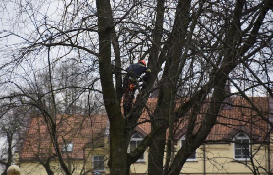 Danės skvere kertami medžiai