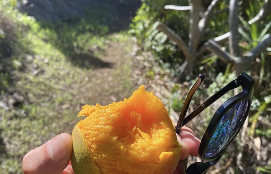 Pitcairn saloje, pakelėje, keliautojas rado gulintį turbūt skaniausią ragautą mangą.