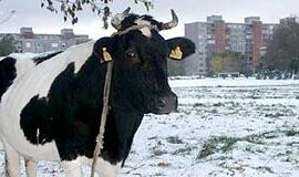 Pirmojo sniego įkaitėmis tapo ir uostamiesčio karvės 