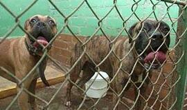 Klaipėdą vėl puola šunys žudikai 