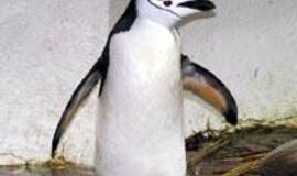 Laukiniai gyvūnai puola Jūrų muziejaus gyvūnus 