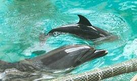 Delfinai - "ledlaužis" autistų terapijoje 