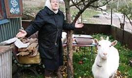 Mieste auginami gyvuliai tvarkdariams akių nebado 