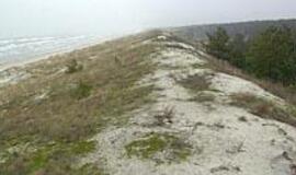 Užgožtą kopų grožį išlaisvins medkirčiai 