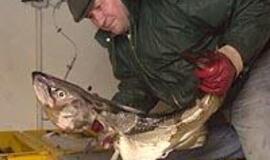 Mažesnę menkių kvotą dalinsis mažiau laivų 