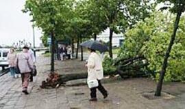Uostamiestyje išvirto šimtai medžių 