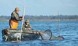 Lašišų brakonierių žeberklai ėmė rūdyti 
