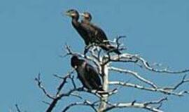 Neringos kormoranams - oro balionų baubas 