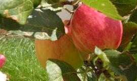 Kada jūsų sodo vaisiai priklauso kaimynams