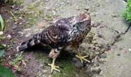 Miesto viduryje - kliūtys saugomiems paukščiams 