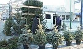 Prekybos centrai nukonkuravo ir eglučių prekeivius 