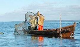 Rojų kormoranams mariose sukūrė žvejai 