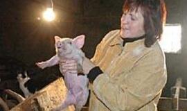 "Kiaulė man - kaip poetui svajonė" 