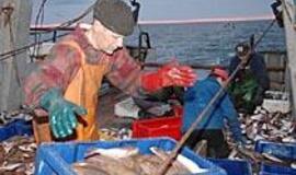 Teko skirstyti net brėtlingių kvotas 