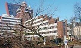 Klaipėdos centre kertami seni medžiai 