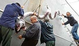 Klaipėda švęs dar vieną gimtadienį 