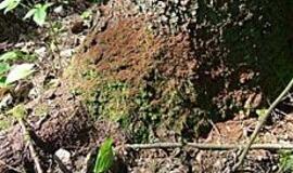 Miškuose siaučia kenkėjai   