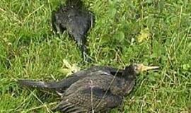 Kuršių nerijoje - paukščių gripo baimė