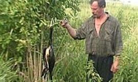 Kormoranų žūtis - ne dėl paukščių gripo