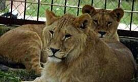 Dimba ir Dembis - saldi porelė 