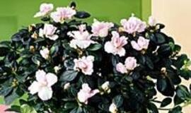 Baltais žiedais papuoškime namus šventėms