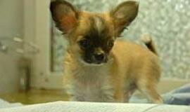 Gyvos prekės graudina pirkėjus 