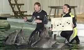 Du gaidelius atstoja delfinai ir Šrekas