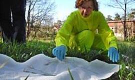 Ant baltų rankšluosčių - kraujasiurbės erkės