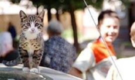 Įkandus katei - stresas dėl skiepų