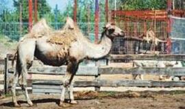 Jaunikliai - žolėje, olose ir sterblėje